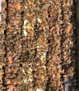 5-Frame Nucleus Colony